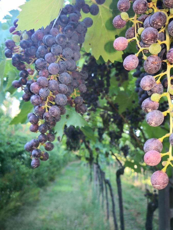 Appartamenti Bellini Bardolino Buitenkant foto